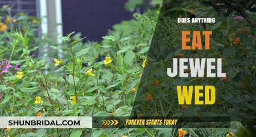 What Eats Jewel Weed?