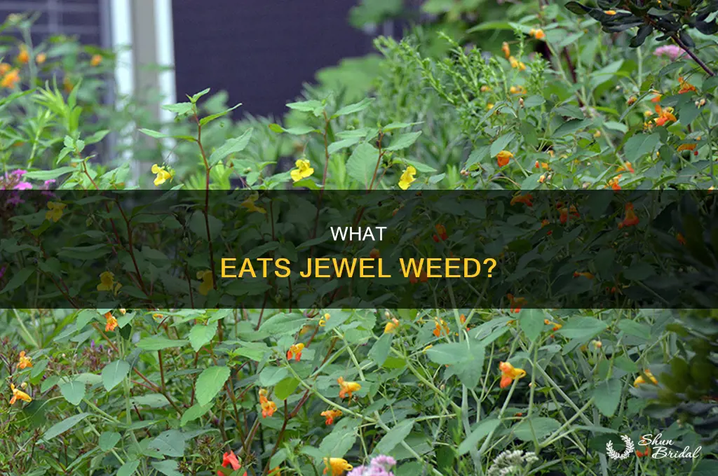 does anything eat jewel wed