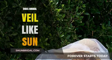 Bridal Veil Plants: Sunlight Preferences and Care Tips Revealed