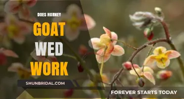 How Effective is Horny Goat Weed?