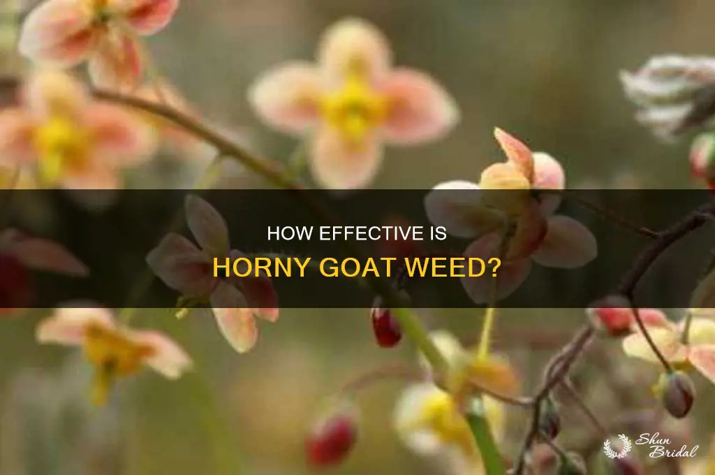 does horney goat wed work