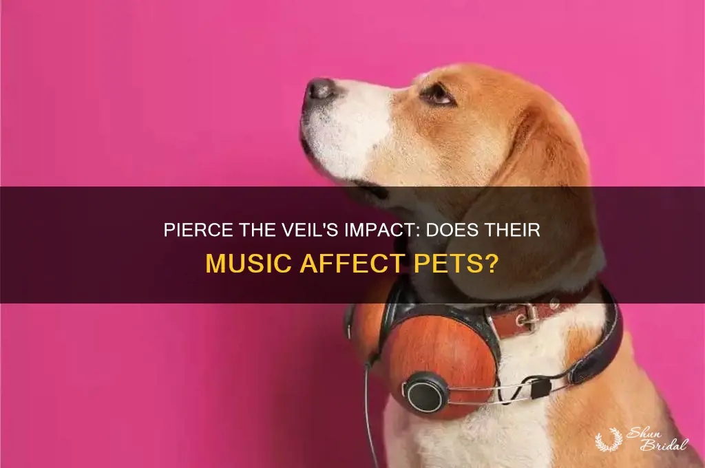 does pierce the veil affect pets