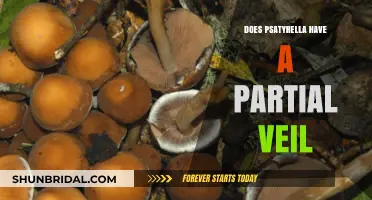 Psathyrella's Partial Veil: Unveiling the Mystery of This Fungus