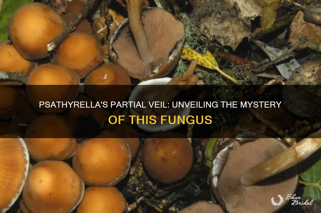 does psatyrella have a partial veil