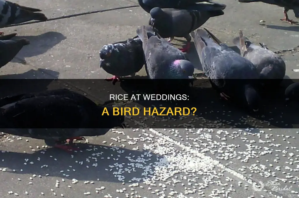 does rice at weddings hurt birds