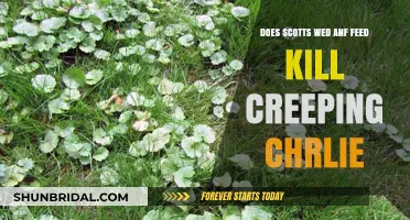 How to Kill Creeping Charlie with Scotts Weed and Feed