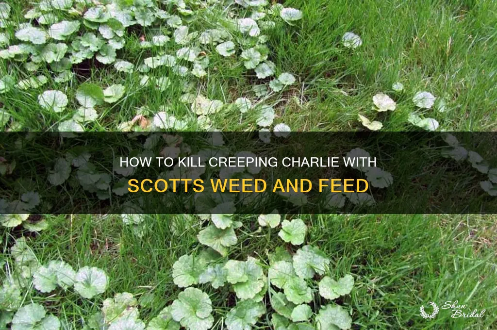 does scotts wed anf feed kill creeping chrlie