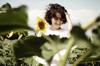 flower girl