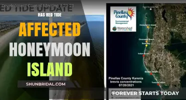 Red Tide Impact on Honeymoon Island: What You Need to Know