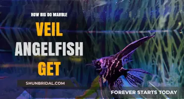 Marble Veil Angelfish Growth: Size Expectations and Care Tips