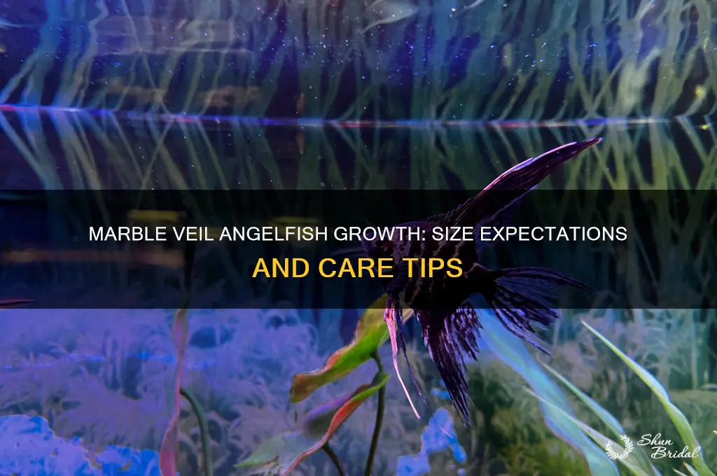 how big do marble veil angelfish get