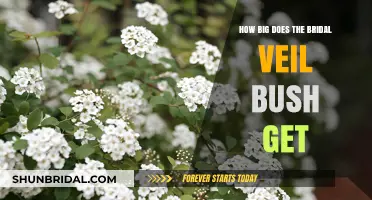 Bridal Veil Bush Growth: Size, Care, and Landscaping Tips Revealed