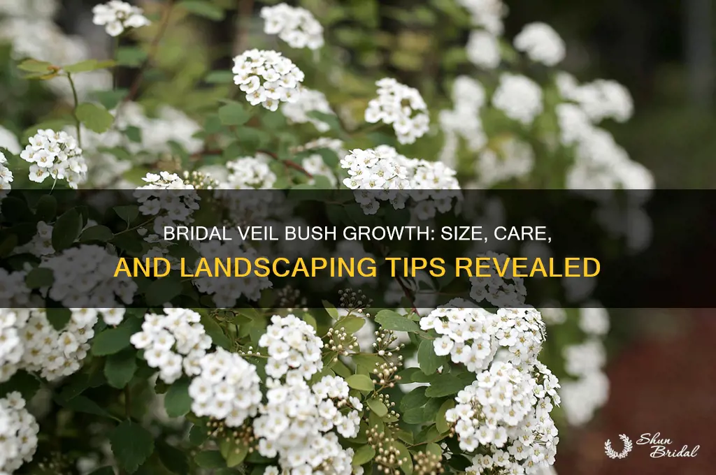how big does the bridal veil bush get