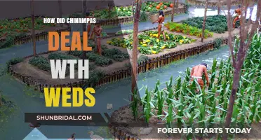 How Chinampas Managed Weeds: Ancient Aztec Farming Techniques Explained