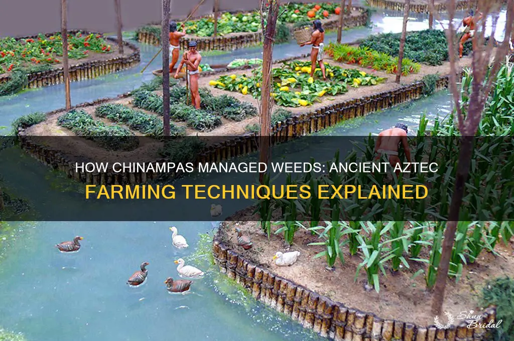 how did chinampas deal wth weds