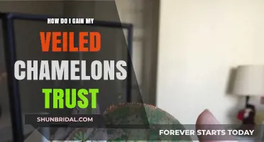 Building Trust with Your Veiled Chameleon: Essential Tips and Techniques