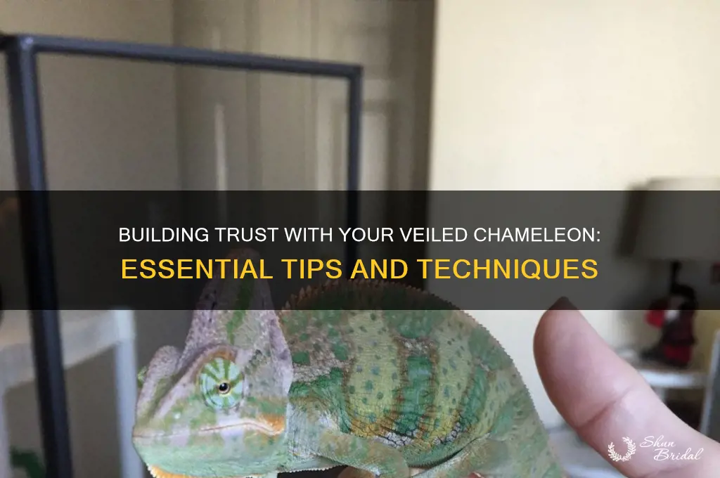 how do i gain my veiled chamelons trust