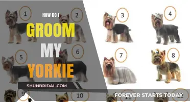Yorkie Grooming 101: A Step-by-Step Guide for Your Furry Friend