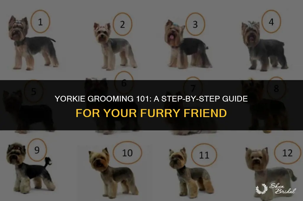 how do i groom my yorkie
