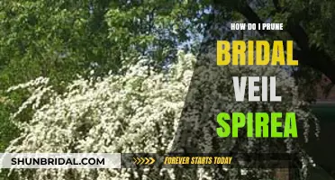 Pruning Bridal Veil Spirea: A Step-by-Step Guide for Healthy Growth