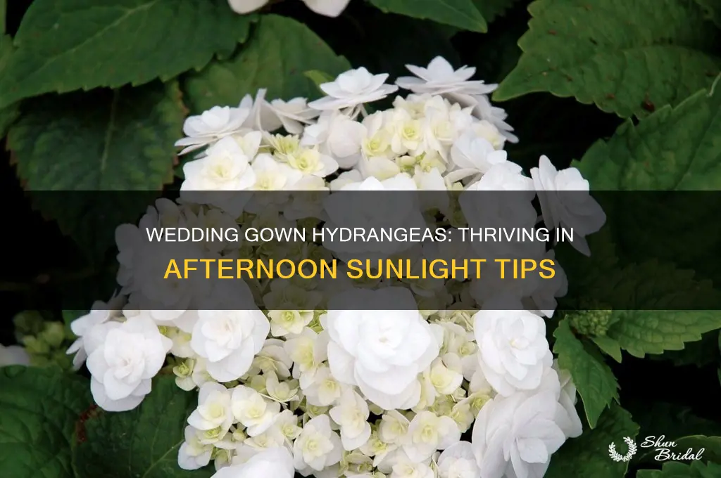 how do wedding gown hydrangeas do with afternoon sun