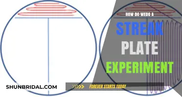 Mastering the Streak Plate Technique: A Step-by-Step Guide to Isolating Bacteria