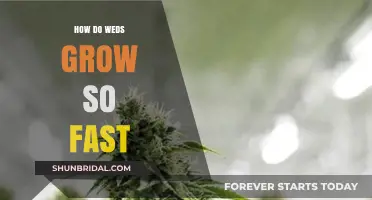 Rapid Weed Growth: Uncovering the Secrets Behind Their Speedy Spread