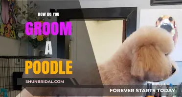 Poodle Grooming 101: Tips and Tricks for a Fabulous Furry Friend