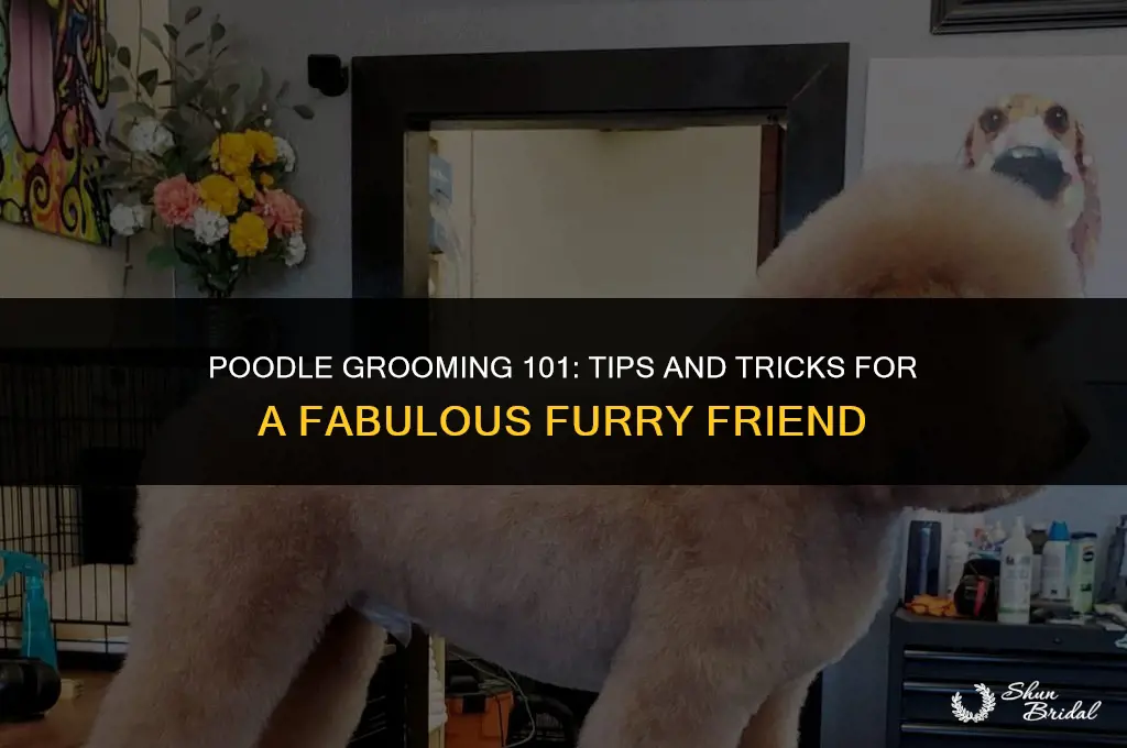 how do you groom a poodle