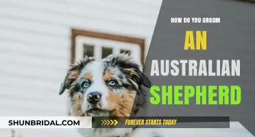 Mastering the Art of Grooming Your Australian Shepherd