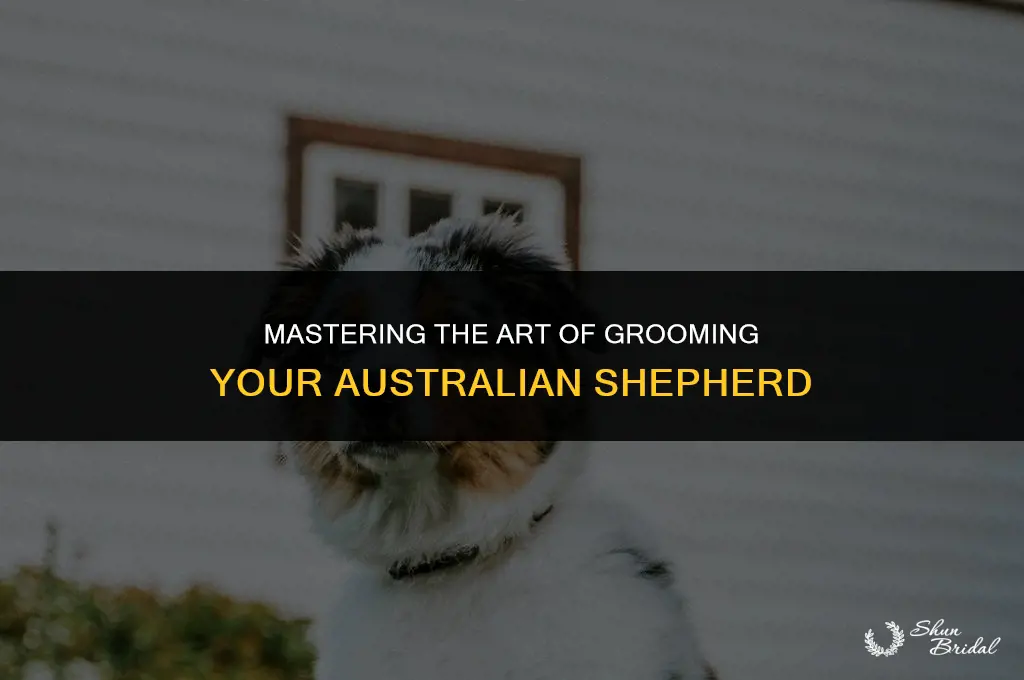 how do you groom an australian shepherd