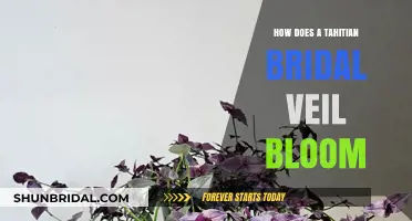 Tahitian Bridal Veil Blooming Secrets: A Guide to Its Unique Growth