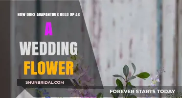 Agapanthus as Wedding Flowers: Elegance, Durability, and Styling Tips
