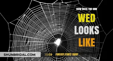 Unveiling the Orb Web: A Close Look at Its Unique Structure