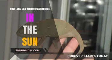 Veiled Chameleons and Sun Exposure: Safe Duration and Tips