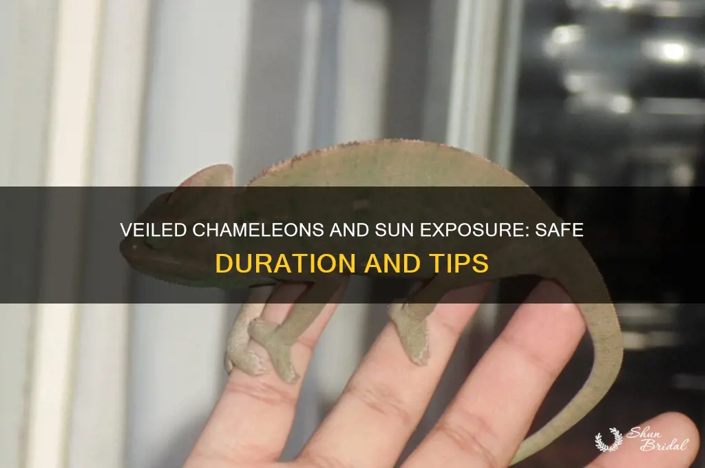 how long can veiled chameleonbe in the sun