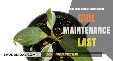 Flower Knight Girl Maintenance Duration: What Players Need to Know