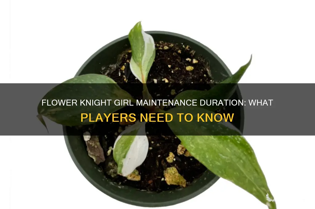 how long does flower knight girl maintenance last