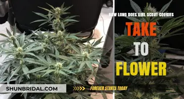 Girl Scout Cookies Flowering Time: A Complete Growth Timeline Guide