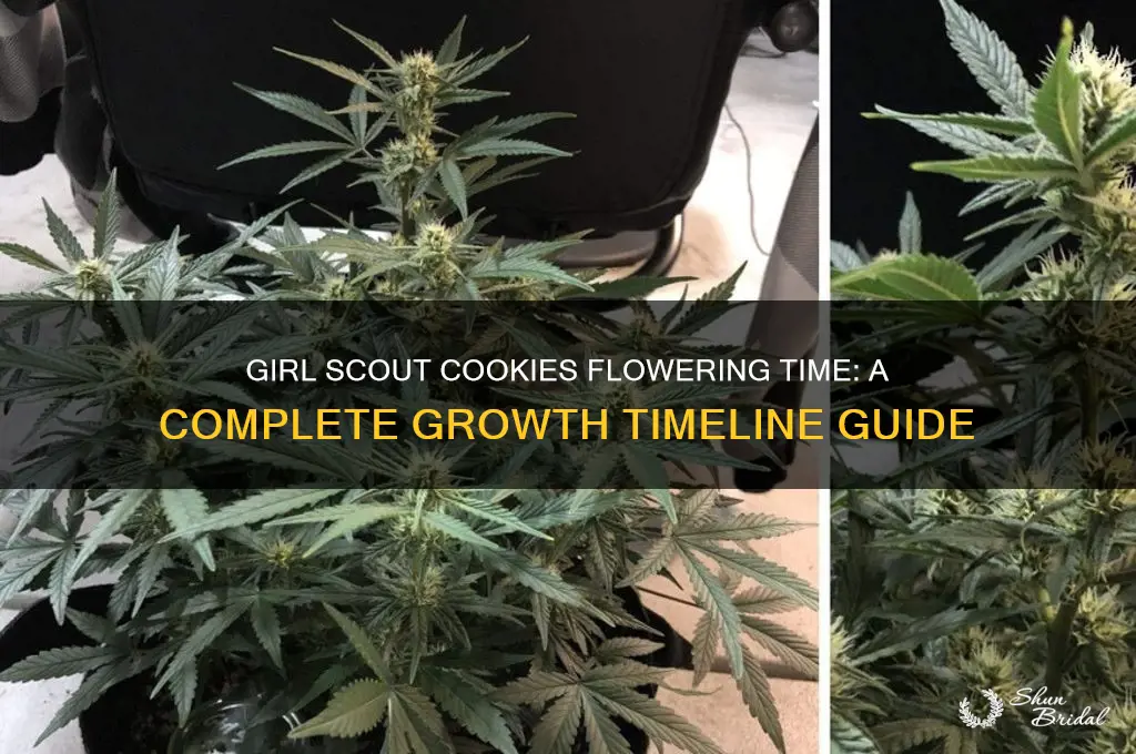 how long does girl scout cookies take to flower