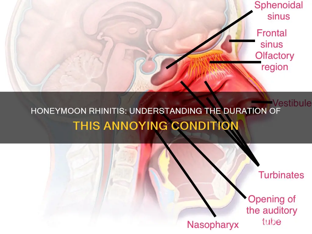 how long does honeymoon rhinitis last