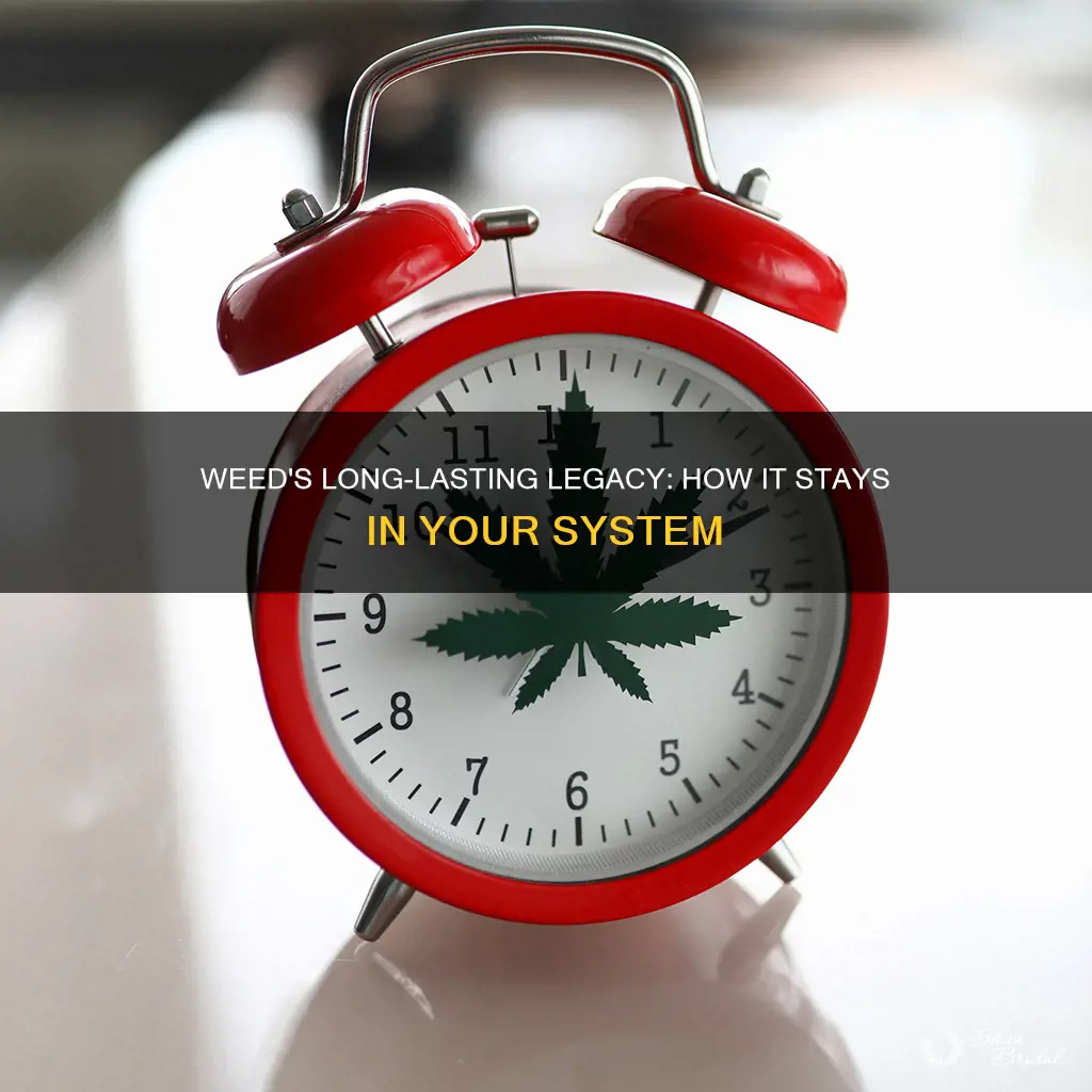 how long does wed stay in system