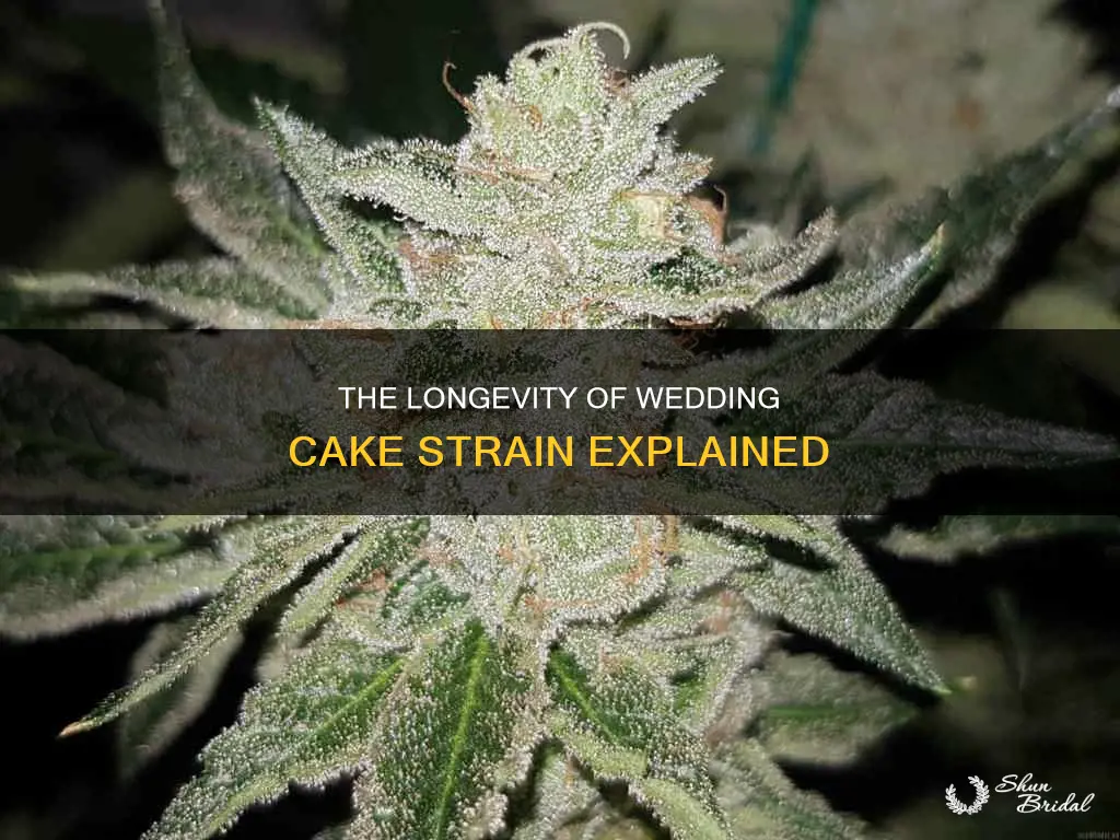 how long does wedding cake strain last