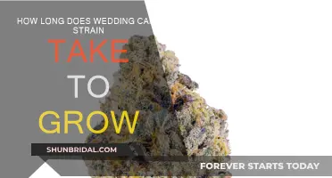 Growing Wedding Cake Strain: How Long Does It Take?