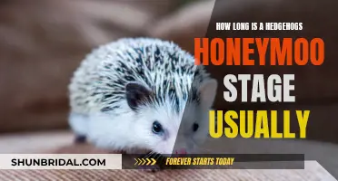 Hedgehog Honeymoon: Unraveling the Mystery of Their Mating Rituals