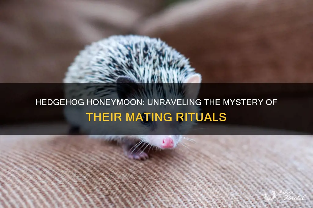 how long is a hedgehogs honeymoon stage usually