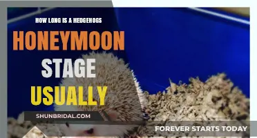Hedgehog Honeymoon Bliss: Understanding the Duration of Their Romantic Phase
