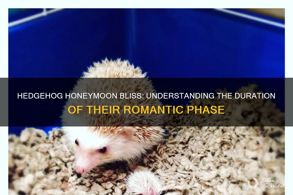 how long is a hedgehogs honeymoon stage usually
