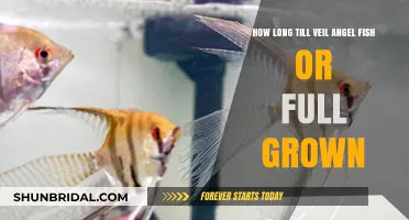 Veil Angelfish Growth Timeline: When Do They Reach Full Size?