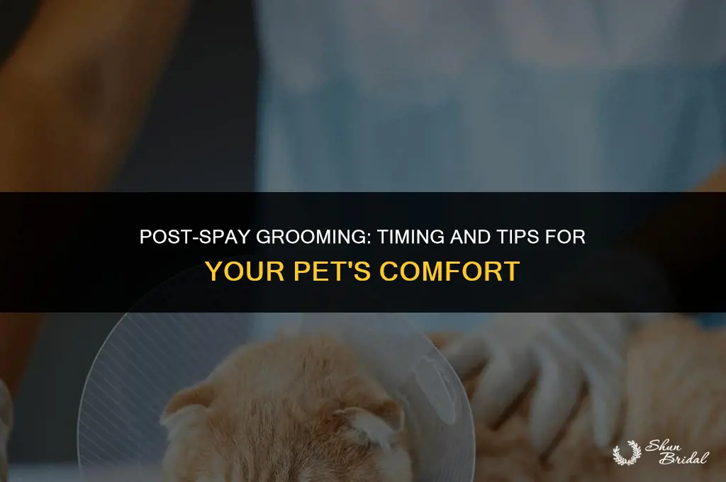 how long to wait for grooming after spay